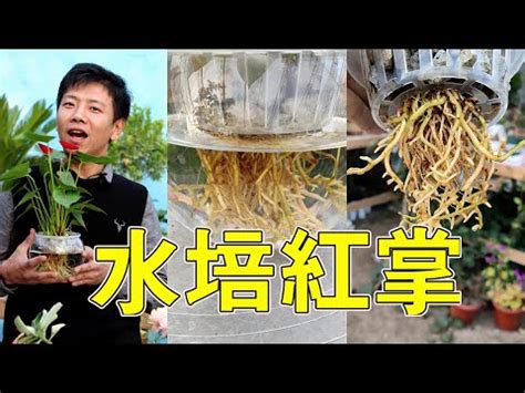 粉掌風水|【粉掌風水擺放位置】粉掌的風水寓意和擺放位置 